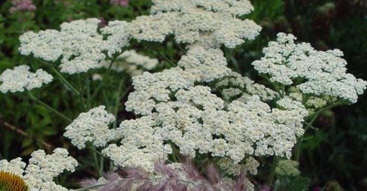 Achillea millefolium 'Schneetaler'